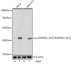 ABclonal Technology&nbsp;Phospho-MAP2K1-S217/MAP2K2-S221 Rabbit pAb