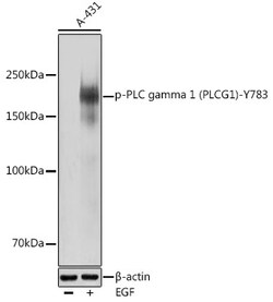ABclonal Technology Phospho-PLC gamma 1 (PLCG1)-Y783 Rabbit pAb, Quantity: