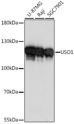 ABclonal Technology&nbsp;USO1 Rabbit pAb