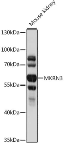 ABclonal Technology&nbsp;MKRN3 Rabbit pAb