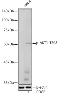 ABclonal Technology Phospho-AKT1-T308 Rabbit pAb