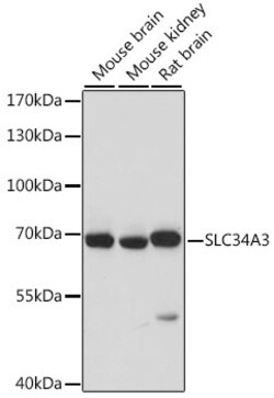 ABclonal Technology&nbsp;SLC34A3 Rabbit pAb