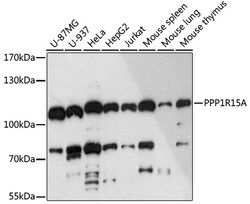 ABclonal Technology&nbsp;PPP1R15A Rabbit pAb