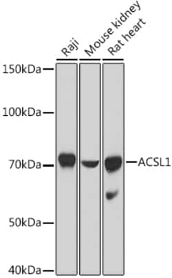 ABclonal Technology&nbsp;ACSL1 Rabbit pAb