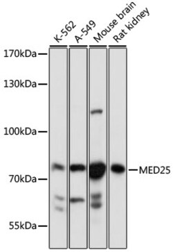 ABclonal Technology&nbsp;MED25 Rabbit pAb