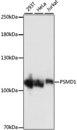 ABclonal Technology&nbsp;PSMD1 Rabbit pAb