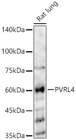 ABclonal Technology&nbsp;PVRL4 Rabbit pAb