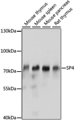 ABclonal Technology&nbsp;SP4 Rabbit pAb