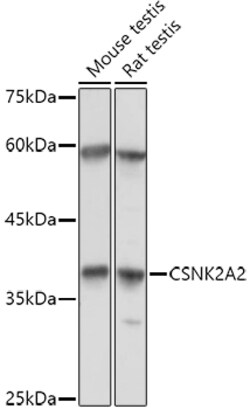ABclonal Technology&nbsp;CSNK2A2 Rabbit pAb