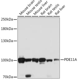 ABclonal Technology&nbsp;PDE11A Rabbit pAb