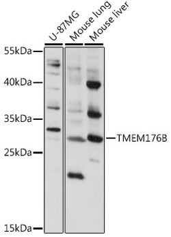 ABclonal Technology&nbsp;TMEM176B Rabbit pAb