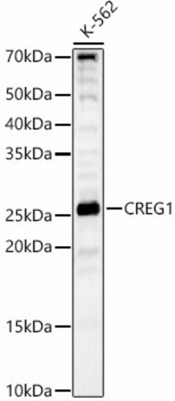 ABclonal Technology&nbsp;CREG1 Rabbit pAb