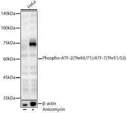 ABclonal Technology&nbsp;Phospho-ATF-2 (Thr69/71)/ATF-7 (Thr51/53) Rabbit pAb