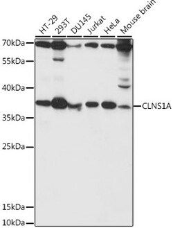 ABclonal Technology&nbsp;CLNS1A Rabbit pAb