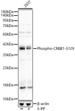 ABclonal Technology&nbsp;Phospho-CREB1-S129 Rabbit pAb