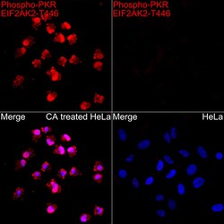 ABclonal Technology&nbsp;Phospho-PKR/EIF2AK2-T446 Rabbit pAb