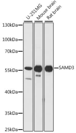 ABclonal Technology&nbsp;SAMD3 Rabbit pAb