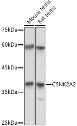 ABclonal Technology&nbsp;CSNK2A2 Rabbit pAb