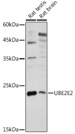 ABclonal Technology&nbsp;UBE2E2 Rabbit pAb