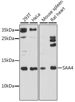 ABclonal Technology&nbsp;SAA4 Rabbit pAb