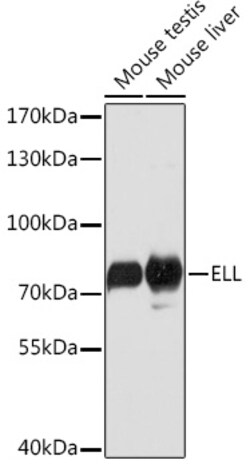 ABclonal Technology&nbsp;ELL Rabbit pAb