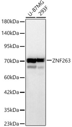 ABclonal Technology&nbsp;ZNF263 Rabbit pAb