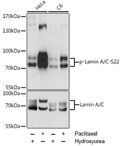ABclonal Technology&nbsp;Phospho-Lamin A/C-S22 Rabbit pAb