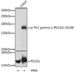 ABclonal Technology&nbsp;Phospho-PLC gamma 1 (PLCG1)-S1248 Rabbit pAb