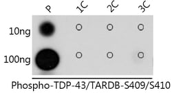 ABclonal Technology&nbsp;Phospho-TDP-43/TARDBP-S409/S410 Rabbit pAb