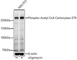 ABclonal Technology&nbsp;Phospho-Acetyl CoA Carboxylase-S79 Rabbit pAb