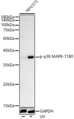 ABclonal Technology&nbsp;Phospho-p38 MAPK-T180 Rabbit pAb