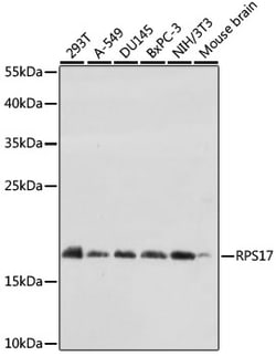 ABclonal Technology&nbsp;RPS17 Rabbit pAb