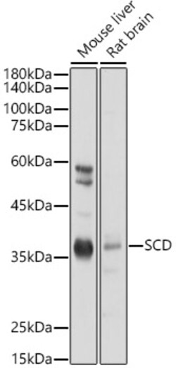 ABclonal Technology&nbsp;SCD1 Rabbit pAb