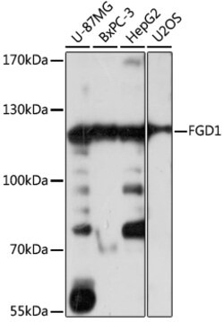 ABclonal Technology&nbsp;FGD1 Rabbit pAb