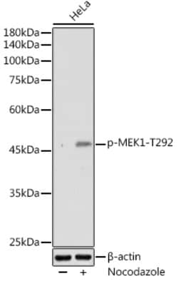 ABclonal Technology&nbsp;Phospho-MEK1-T292 Rabbit pAb