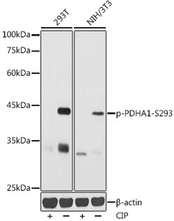 ABclonal Technology&nbsp;Phospho-PDHA1-S293 Rabbit pAb