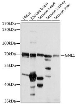 ABclonal Technology&nbsp;GNL1 Rabbit pAb