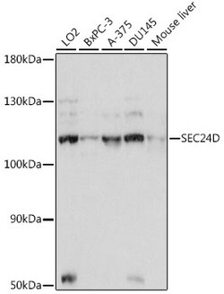 ABclonal Technology&nbsp;SEC24D Rabbit pAb