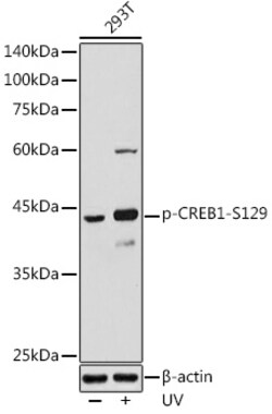 ABclonal Technology&nbsp;Phospho-CREB1-S129 Rabbit pAb