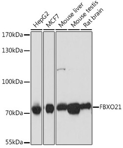 ABclonal Technology&nbsp;FBXO21 Rabbit pAb