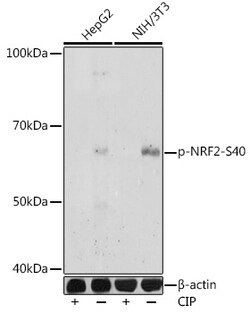 ABclonal Technology&nbsp;Phospho-NRF2-S40 Rabbit pAb