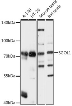 ABclonal Technology&nbsp;SGOL1 Rabbit pAb