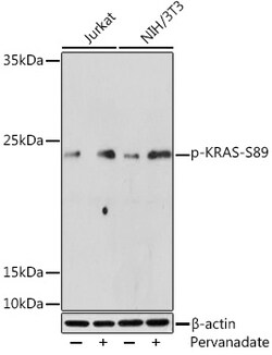ABclonal Technology&nbsp;Phospho-KRAS-S89 Rabbit pAb