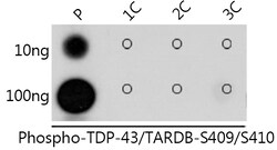 ABclonal Technology&nbsp;Phospho-TDP-43/TARDBP-S409/S410 Rabbit pAb