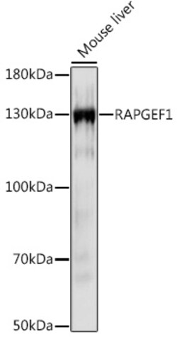 ABclonal Technology&nbsp;RAPGEF1 Rabbit pAb