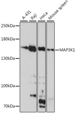 ABclonal Technology&nbsp;MAP3K1 Rabbit pAb
