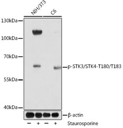 ABclonal Technology&nbsp;Phospho-STK3/STK4-T180/T183 Rabbit pAb