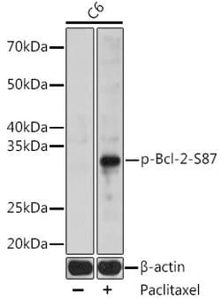 ABclonal Technology&nbsp;Phospho-Bcl-2-S87 Rabbit pAb