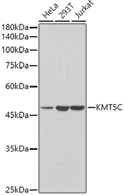 ABclonal Technology&nbsp;[KO Validated] KMT5C Rabbit pAb
