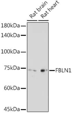 ABclonal Technology&nbsp;FBLN1 Rabbit pAb